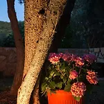 Alma Punat